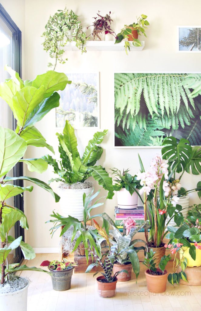 What are the Most Colorful Indoor Flowers?