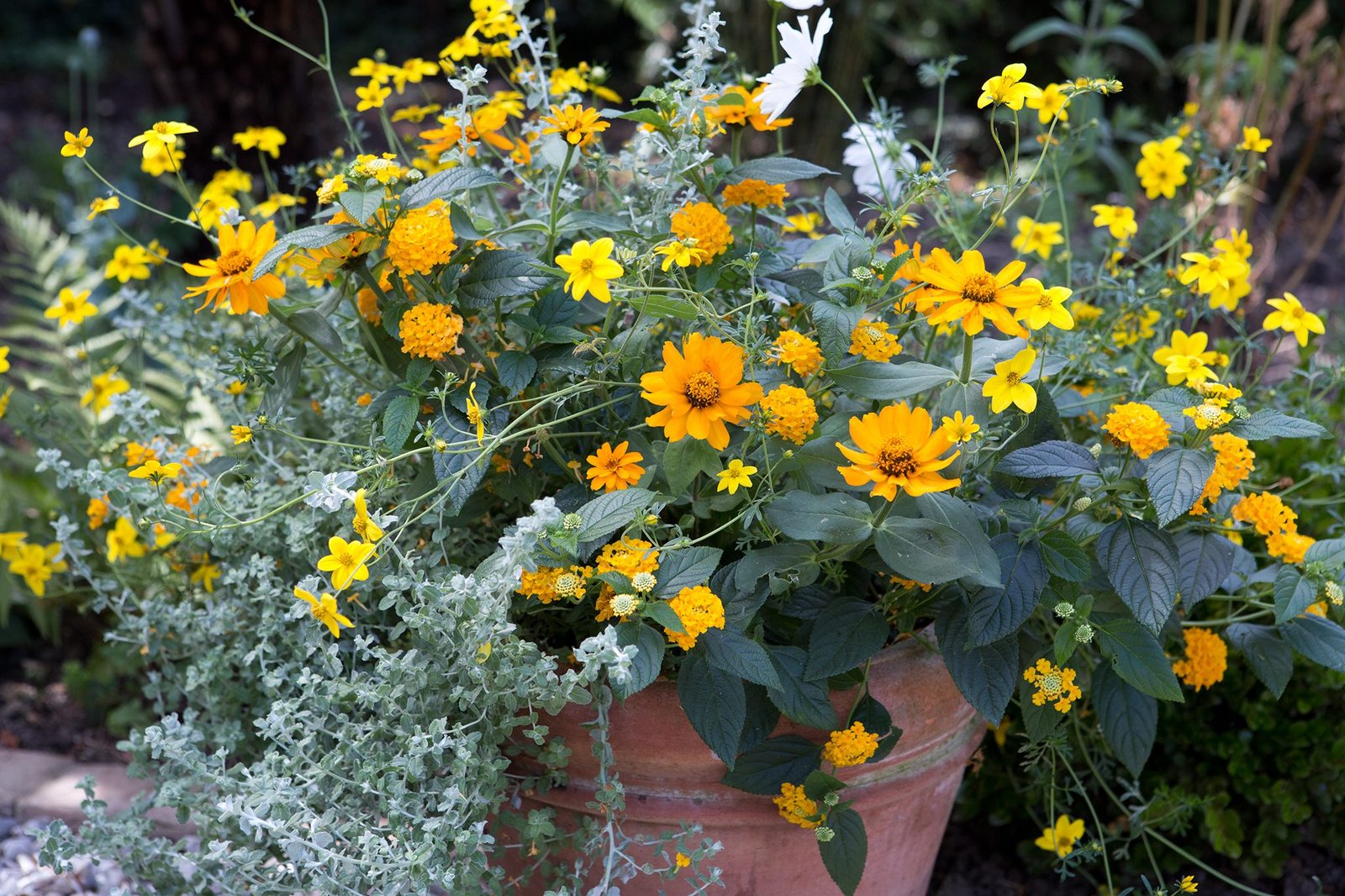What Flowers Grow Well in Pots?