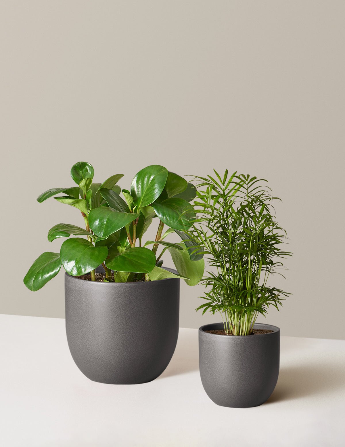 What Small Plants are Pet-Friendly?