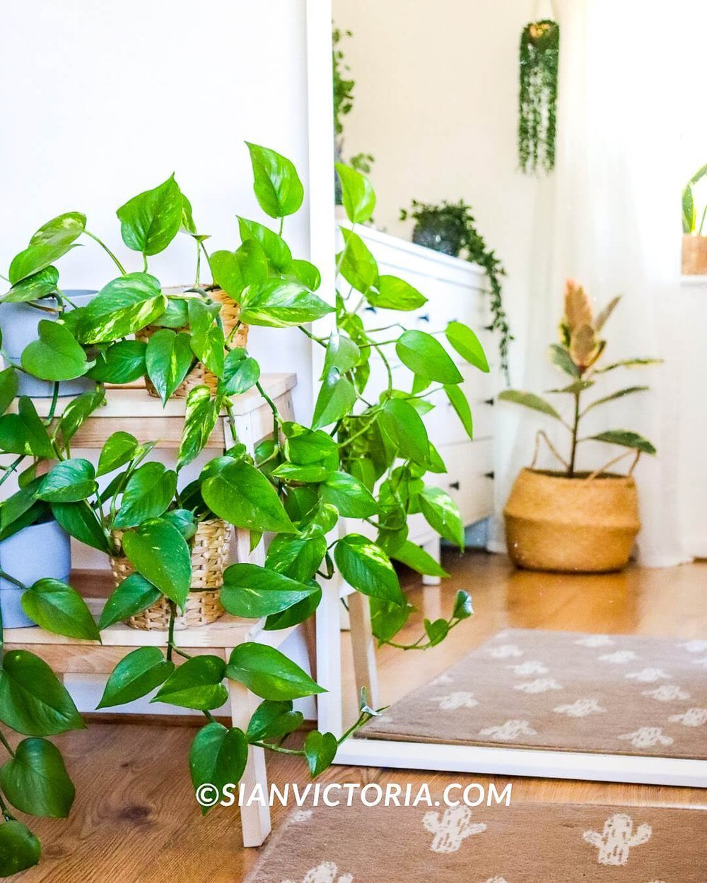 What Small Plants Grow Fast Indoors?