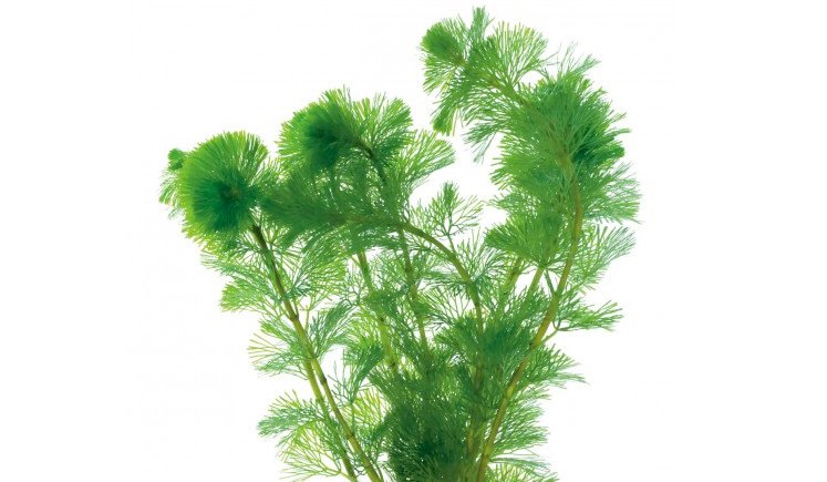 Aqua Plant for Guppy