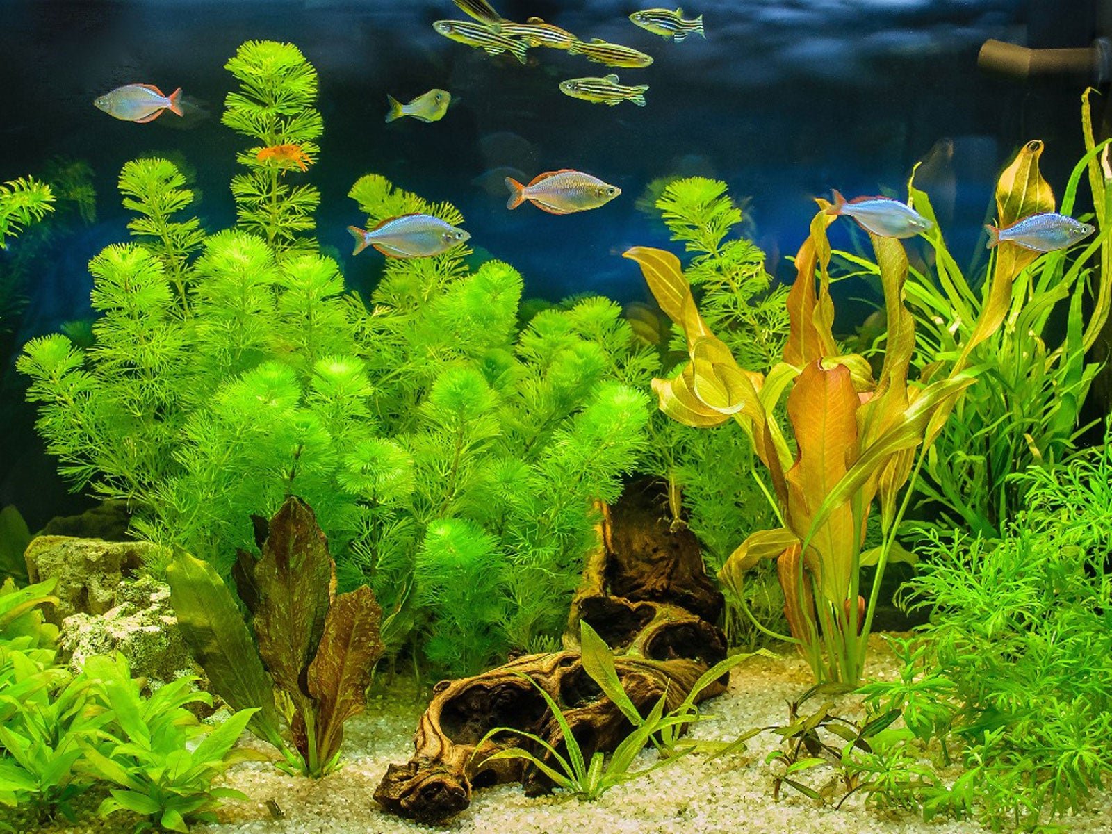 Aqua Plants for Aquarium