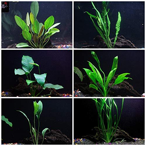 Aquarium Plant Bundles for Sale