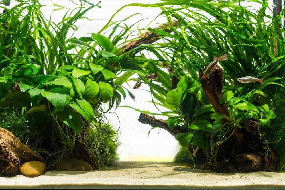 Aquarium Plant Easy