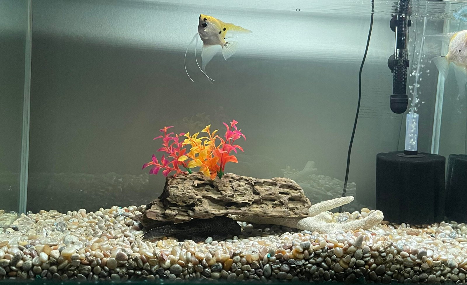 Aquarium Plant Gravel