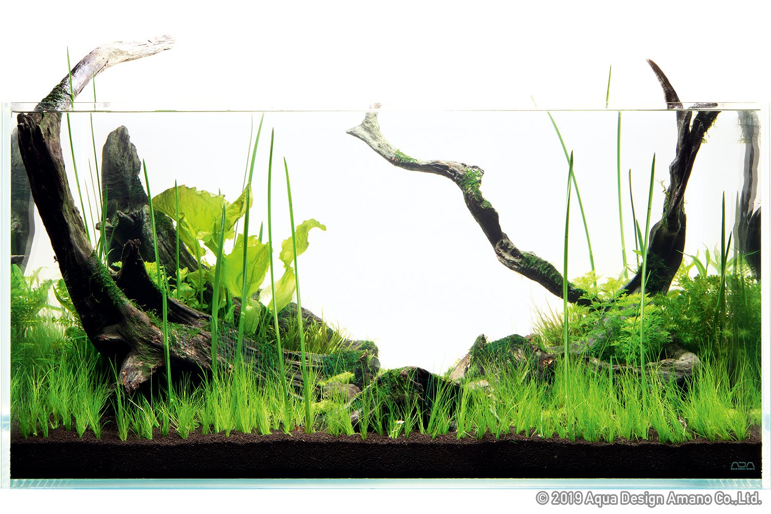 Aquarium Plant Japanese