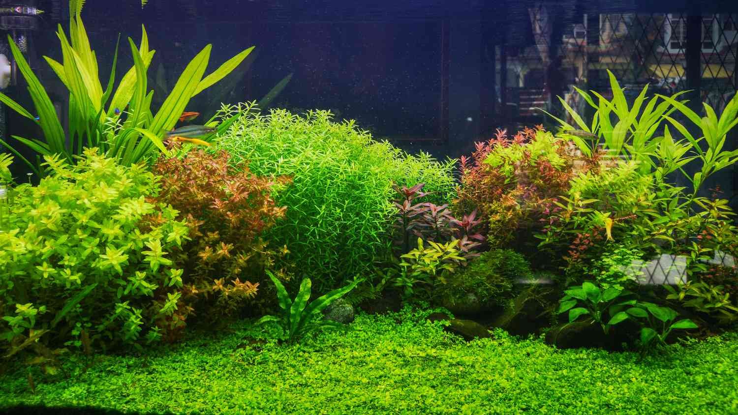 Aquatic Plants in Freshwater