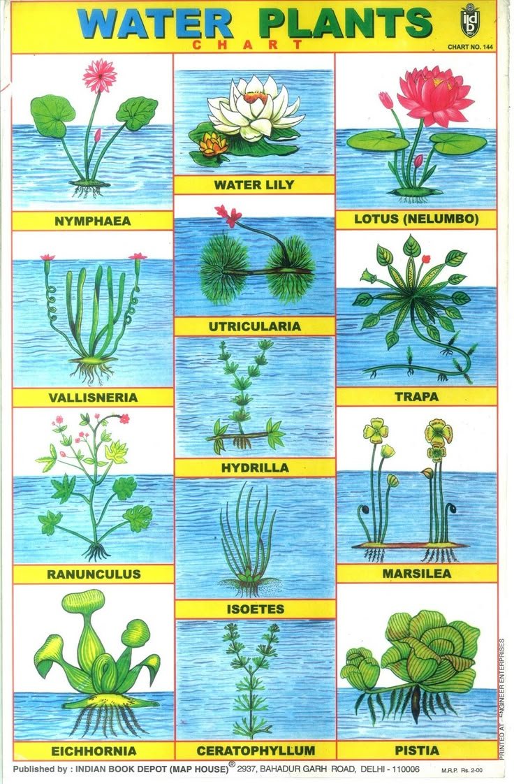 Aquatic Plants Name