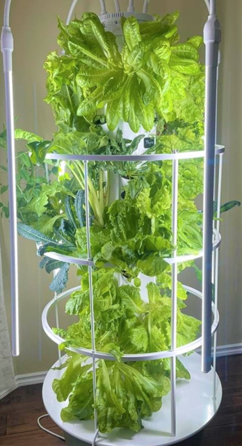 Hydroponics at Home
