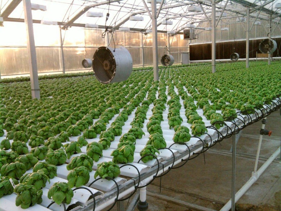 Hydroponics Farming in India