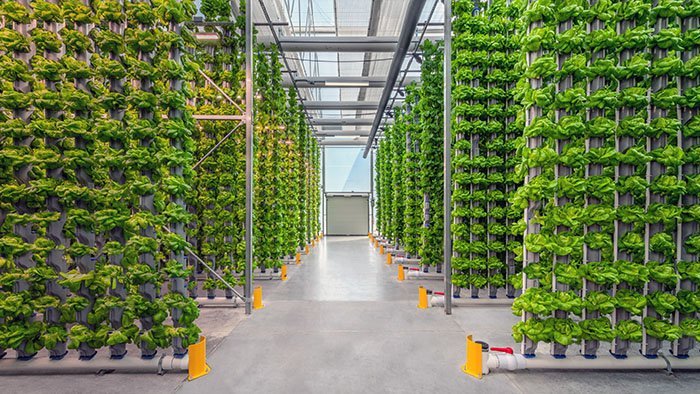 Hydroponics Farming