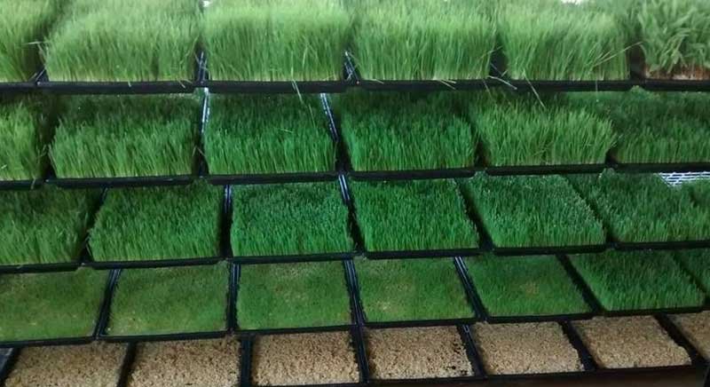 Hydroponics Fodder