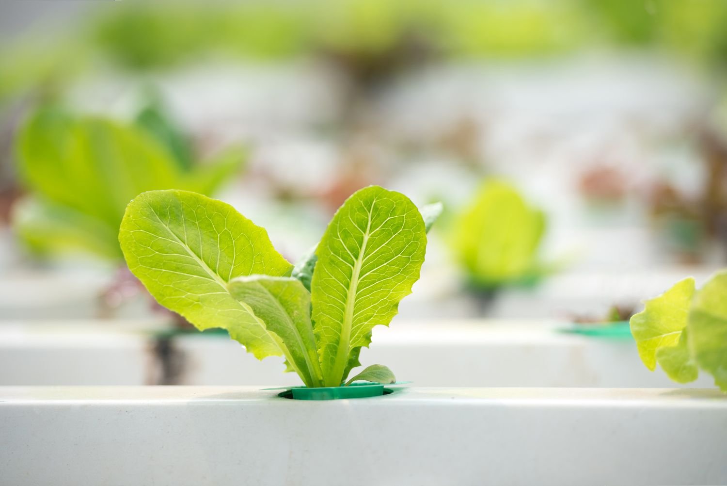 Hydroponics Lettuce