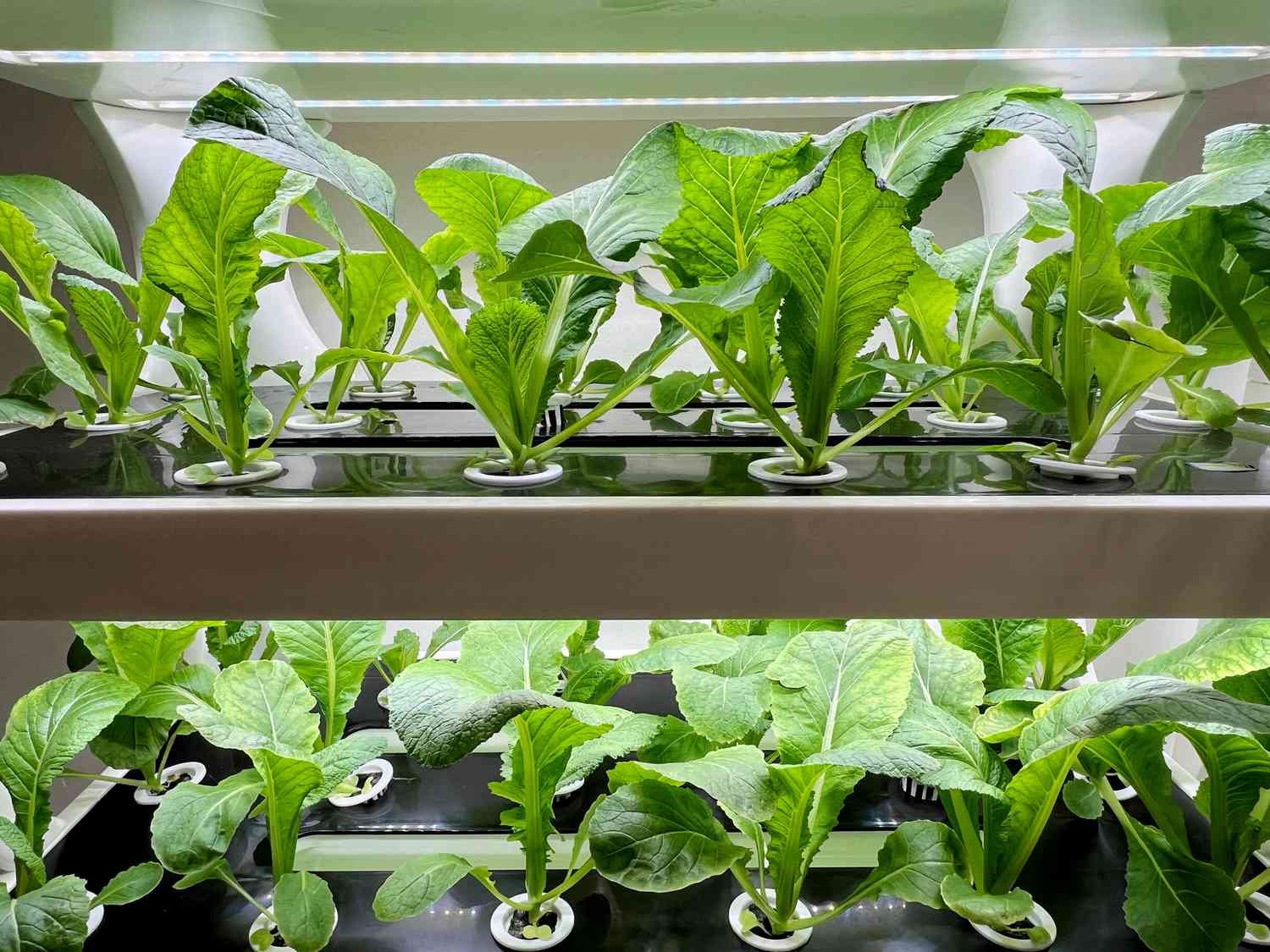 Hydroponics Plants