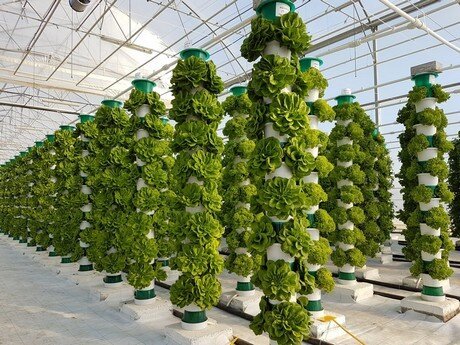 Hydroponics Vertical Farming