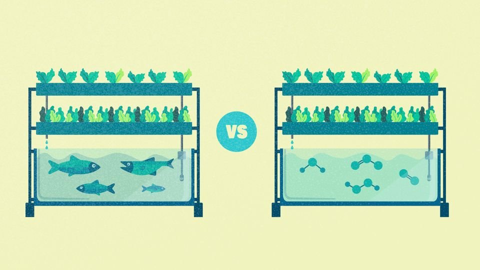 Hydroponics Vs Aquaponics