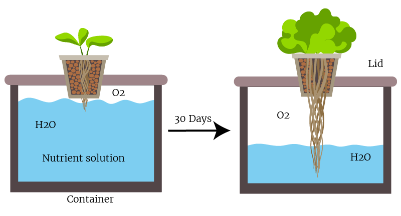 Hydroponics Without Electricity