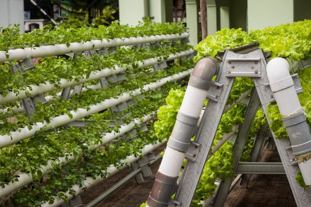 Most Profitable Hydroponics Crops
