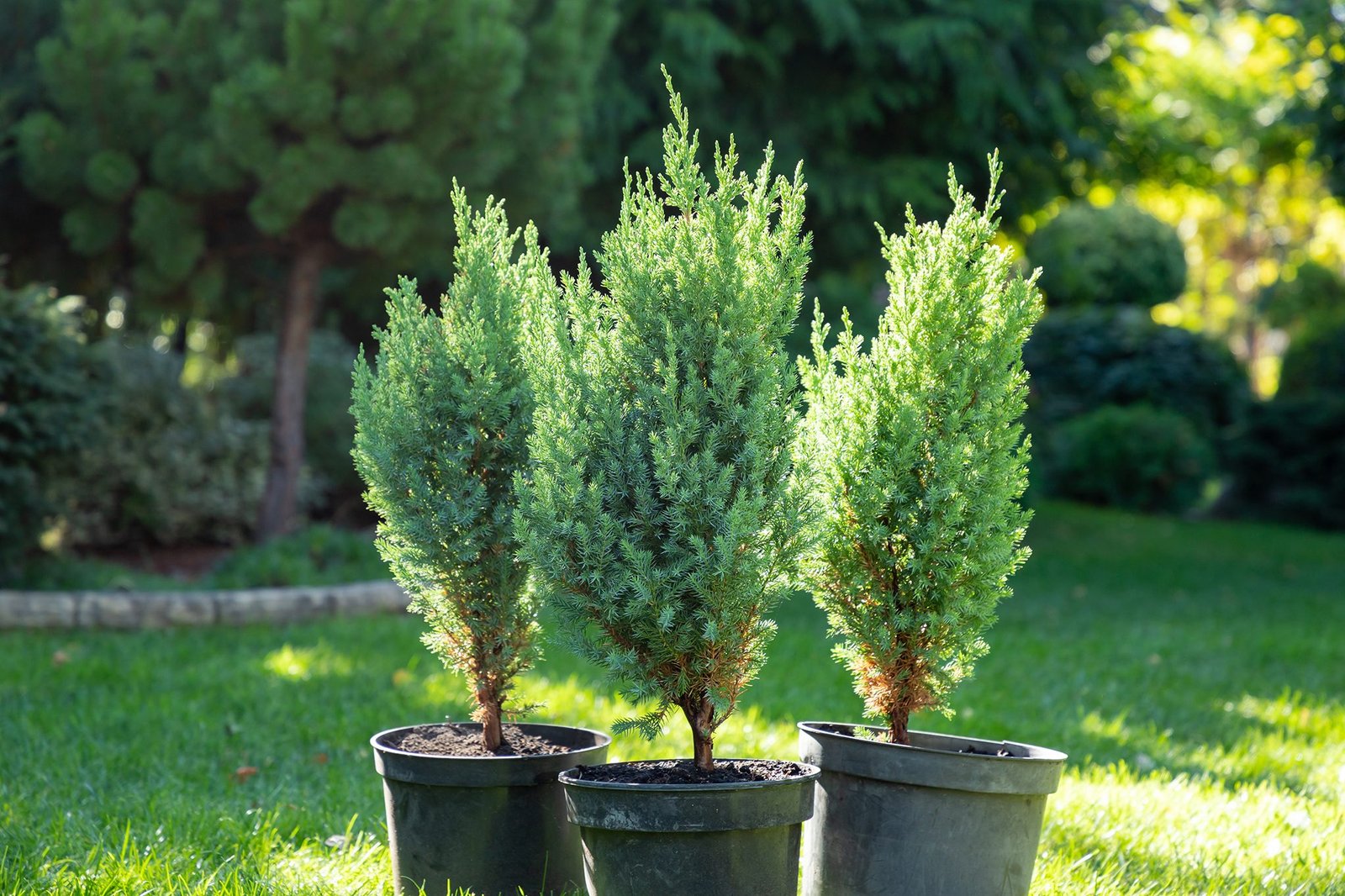 Small Juniper Plants