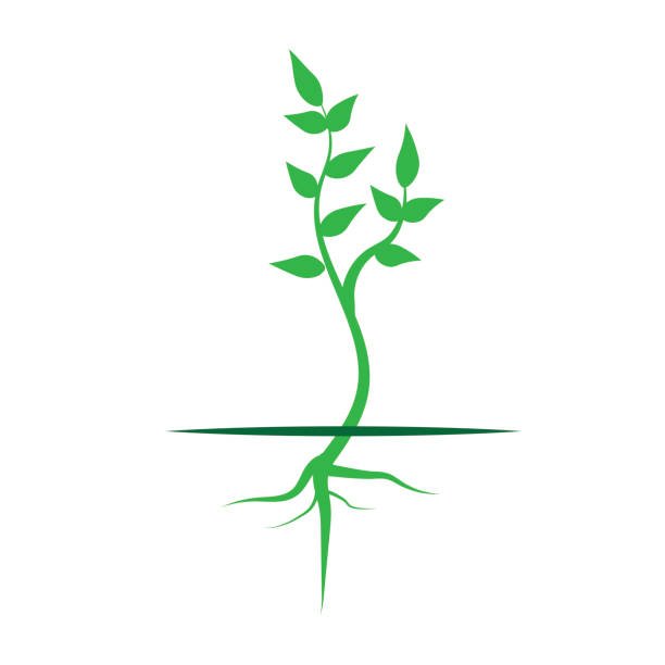 Small Plant Diagram