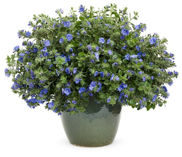 Small Plants Blue Flowers
