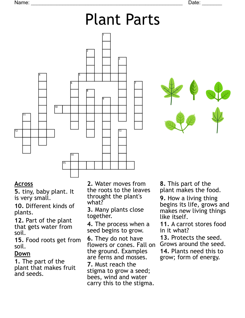 Small Plants Crossword Clue 4 Letters
