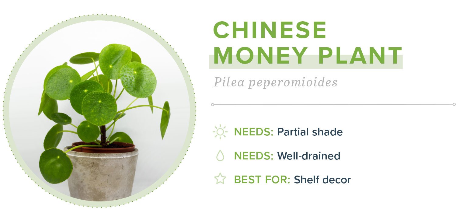 Small Plants Easy to Grow