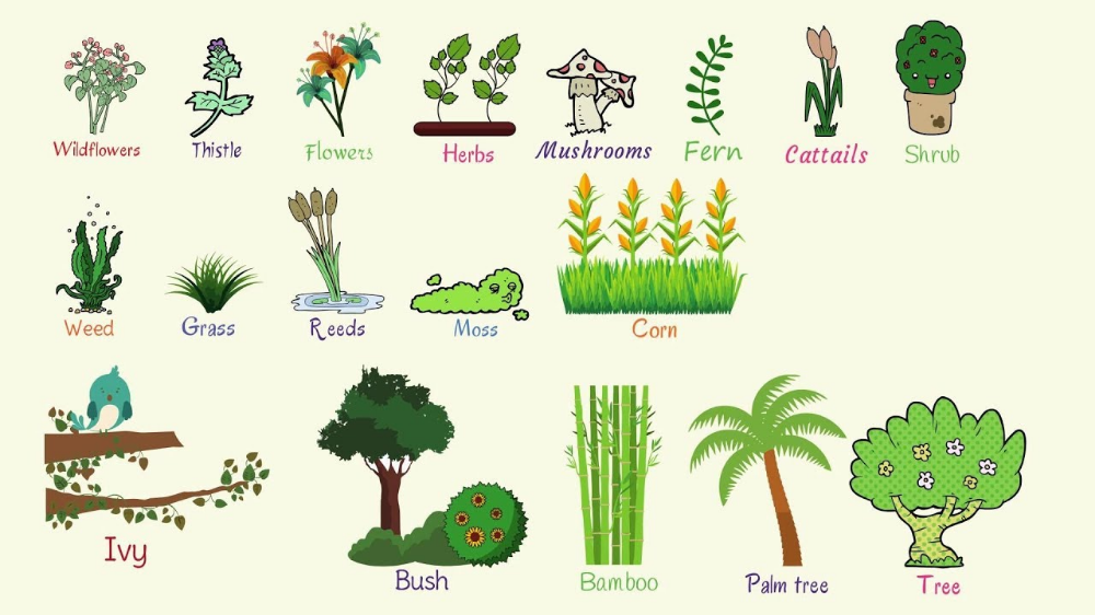 Small Plants in English