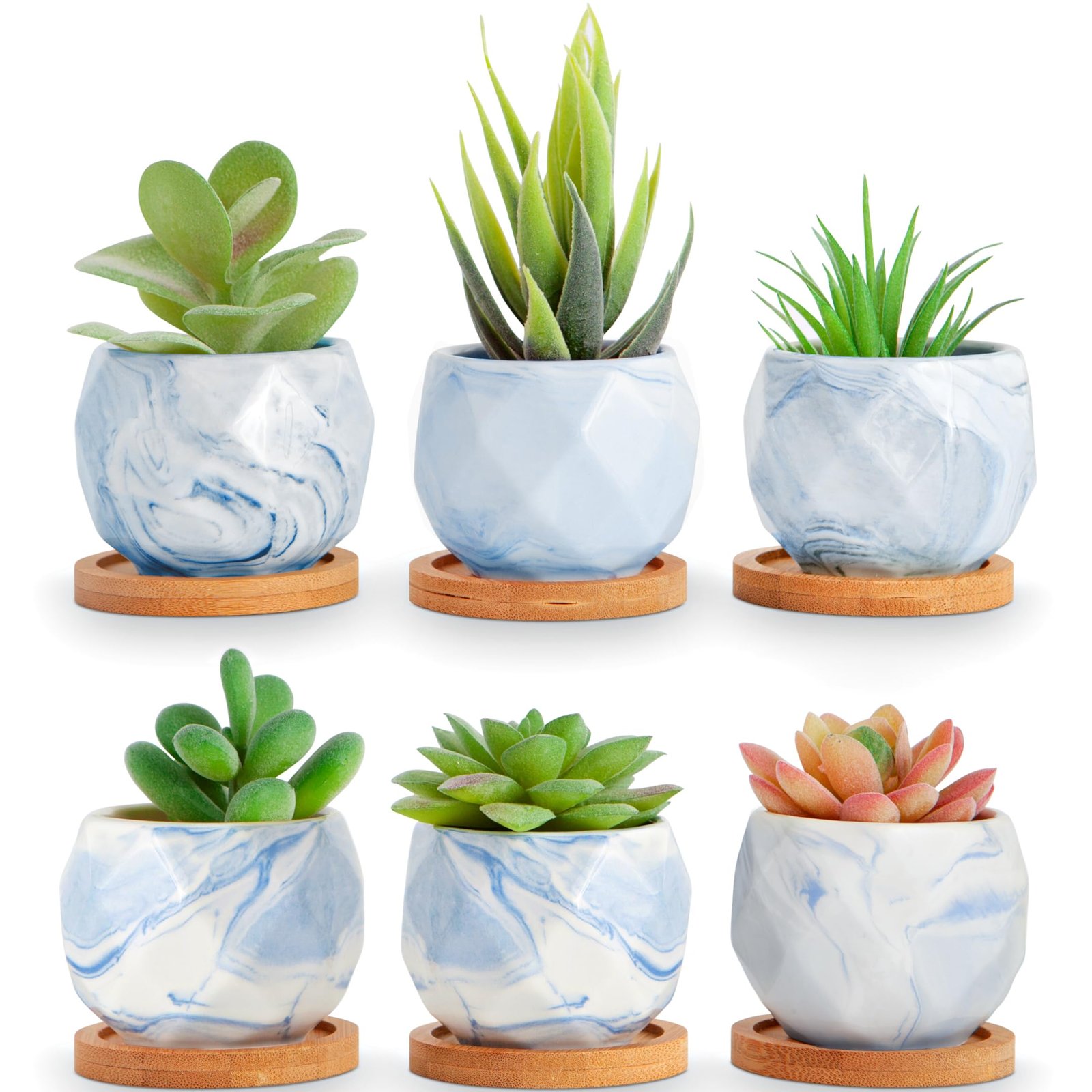 Small Plants in Pots
