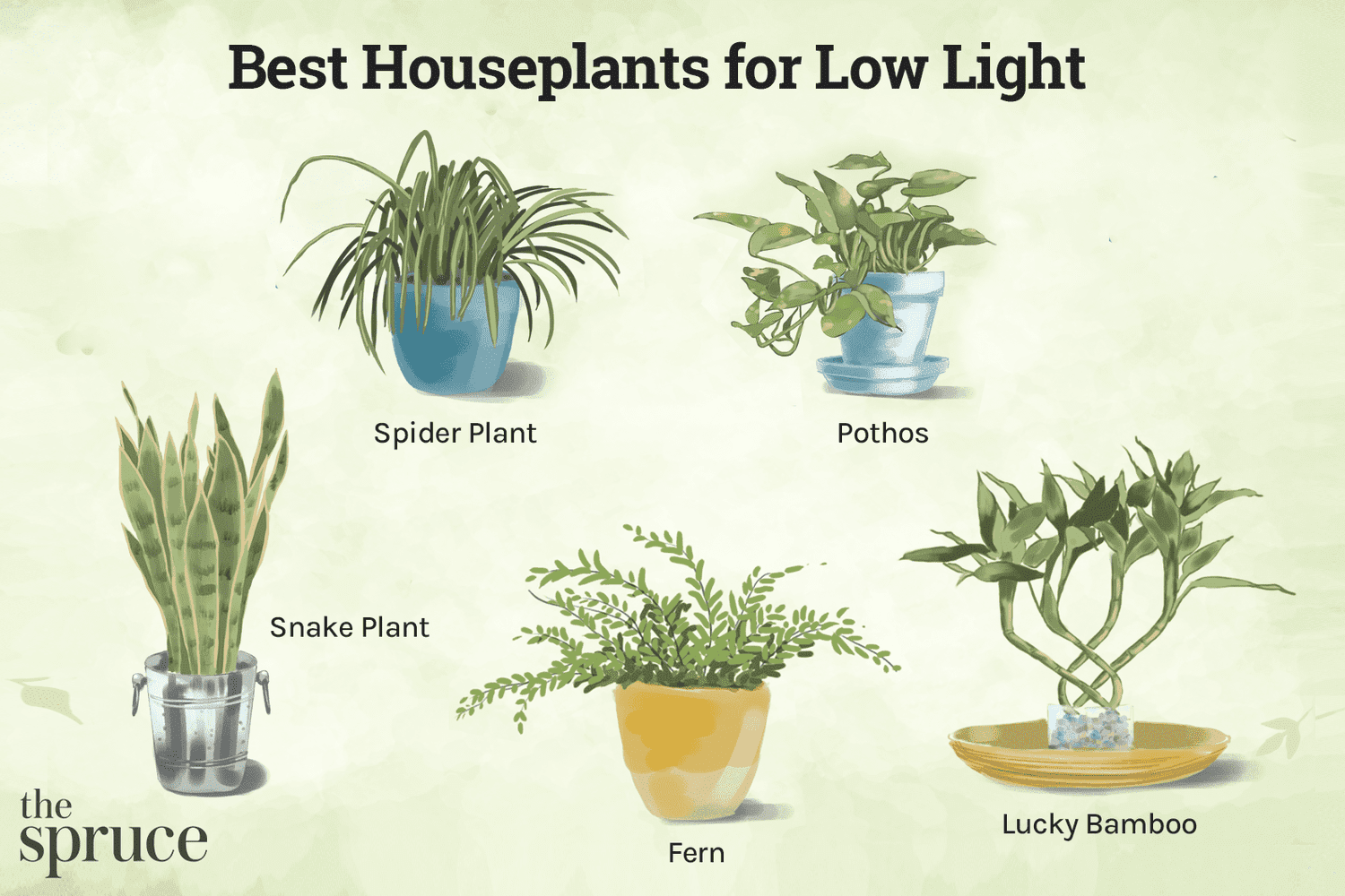 Small Plants That Don'T Need Sunlight